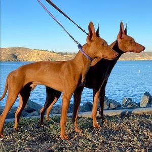 Meet your Posher, Rick